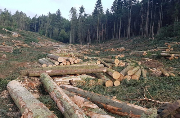 Timber Harvesting