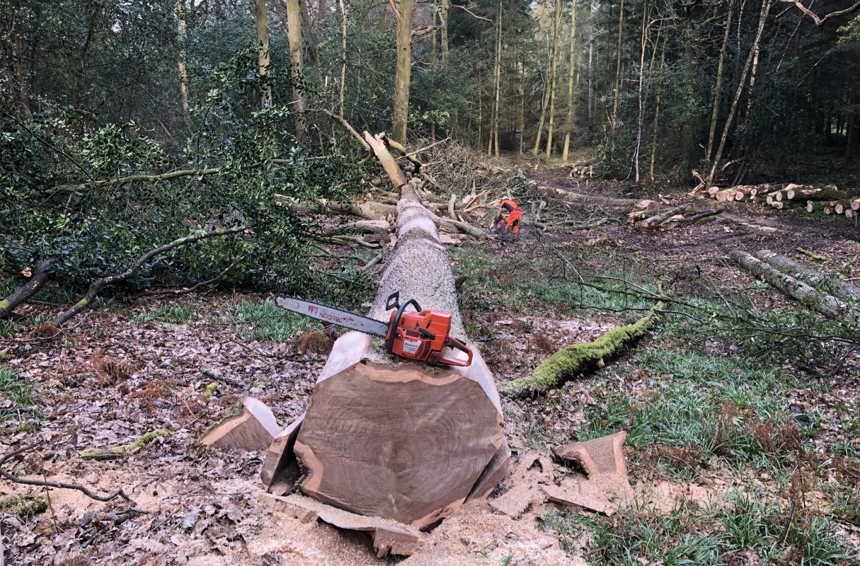 Felling Oak in Surrey