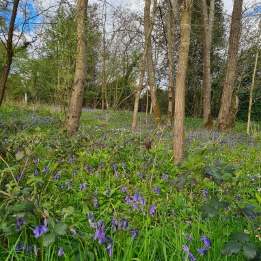 Thoughts From The Wood - April