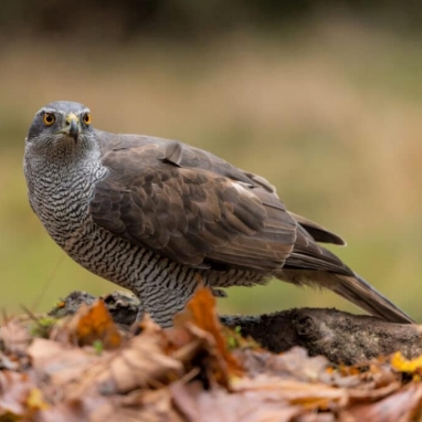 Thoughts from The Wood - March: Goshawks
