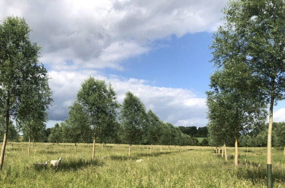 Thoughts from The Wood - April Alternative Timber Crops