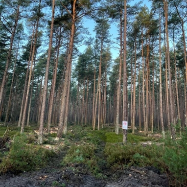 Thoughts from The Wood - June Time To Get Outside